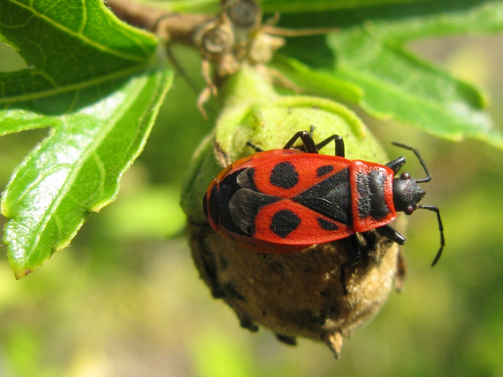 Pyrrhocoris apterus f. semipennata?